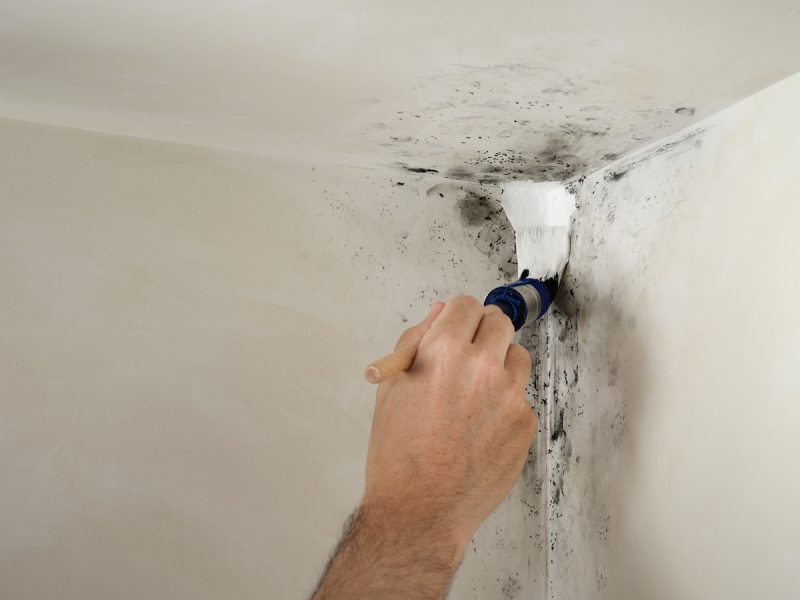 aanbrengen 2-in-1 Muurverf Badkamer en Keuken Schimmelbestendig op beschimmelde muur