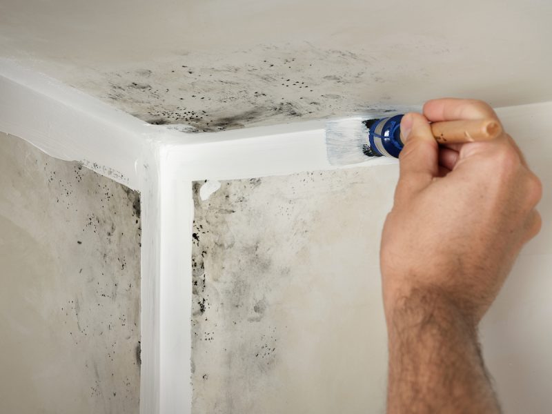 schilderen beschimmelde muur met 2-in-1 Muurverf Badkamer en Keuken Schimmelbestendig