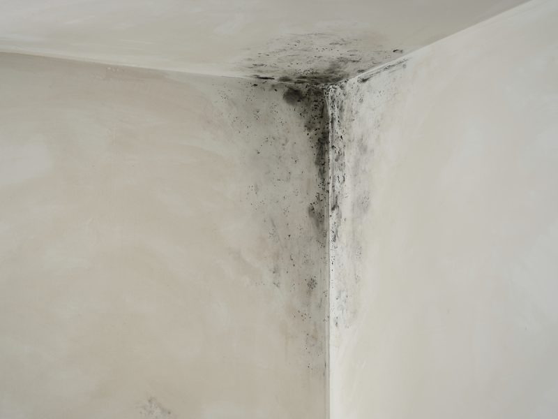 schimmel op badkamermuur