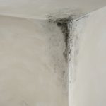 schimmel op witte badkamermuur